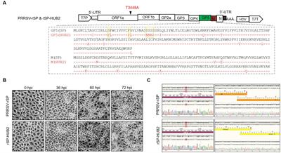 Construction of an infectious cloning system of porcine reproductive and respiratory syndrome virus and identification of glycoprotein 5 as a potential determinant of virulence and pathogenicity